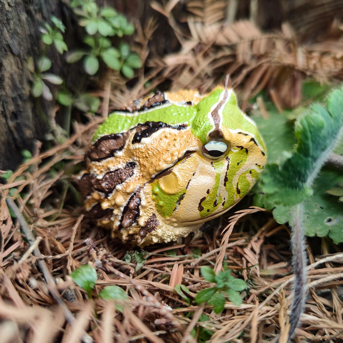 AHB Series 13 / Ceratophrys Cornuta - South American Horned Frog (Tricolor) / Frog