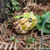 AHB Series 13 / Ceratophrys Cornuta - South American Horned Frog (Tricolor) / Frog