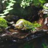 AHB Series 3 / Platysternon Megacephalum - Big-headed Turtle (Green) / Turtle