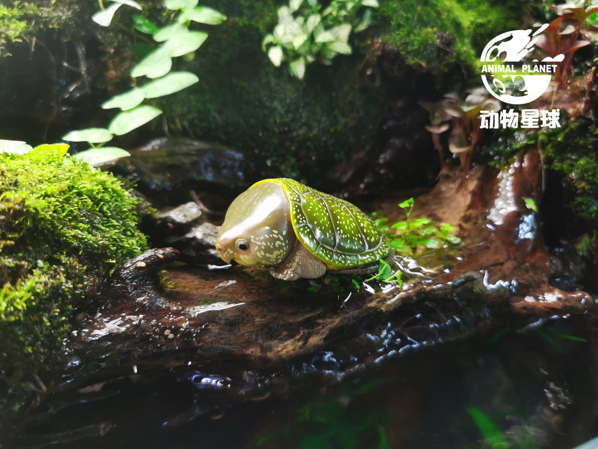 AHB Series 3 / Platysternon Megacephalum - Big-headed Turtle (Green) / Turtle