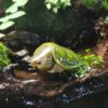 AHB Series 3 / Platysternon Megacephalum - Big-headed Turtle (Green) / Turtle