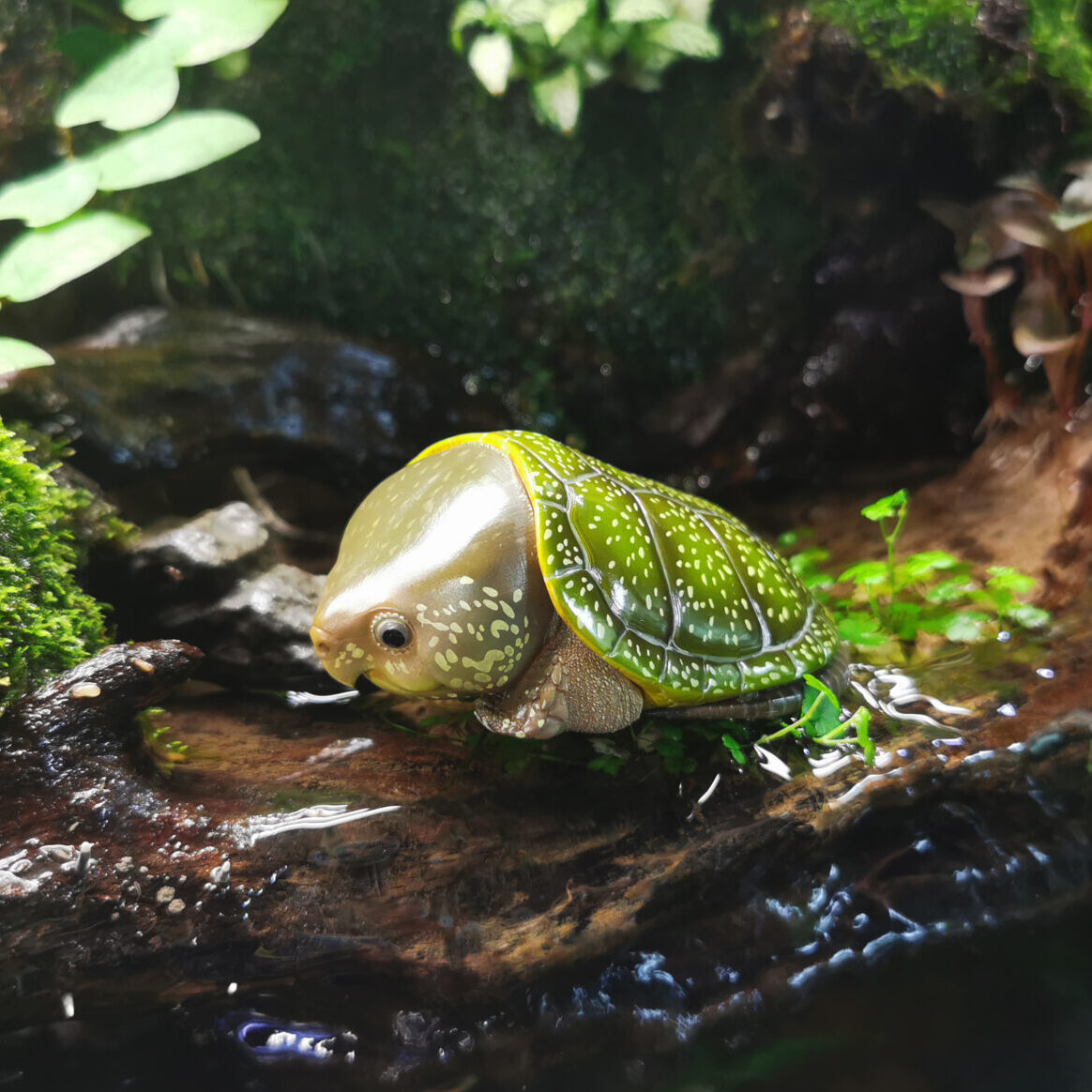 AHB Series 3 / Platysternon Megacephalum - Big-headed Turtle (Green ...