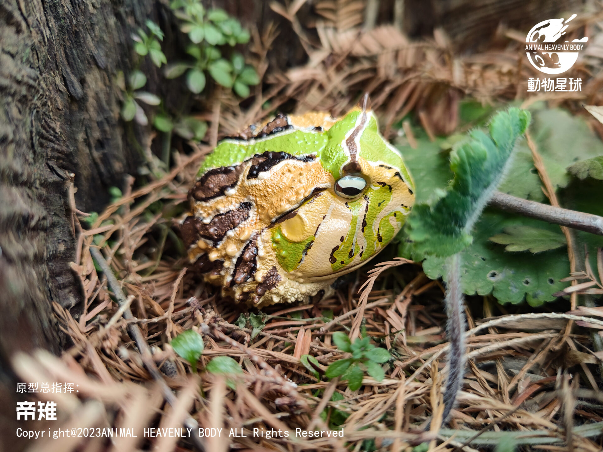 AHB Series 13 / Ceratophrys Cornuta - South American Horned Frog (Tricolor) / Frog