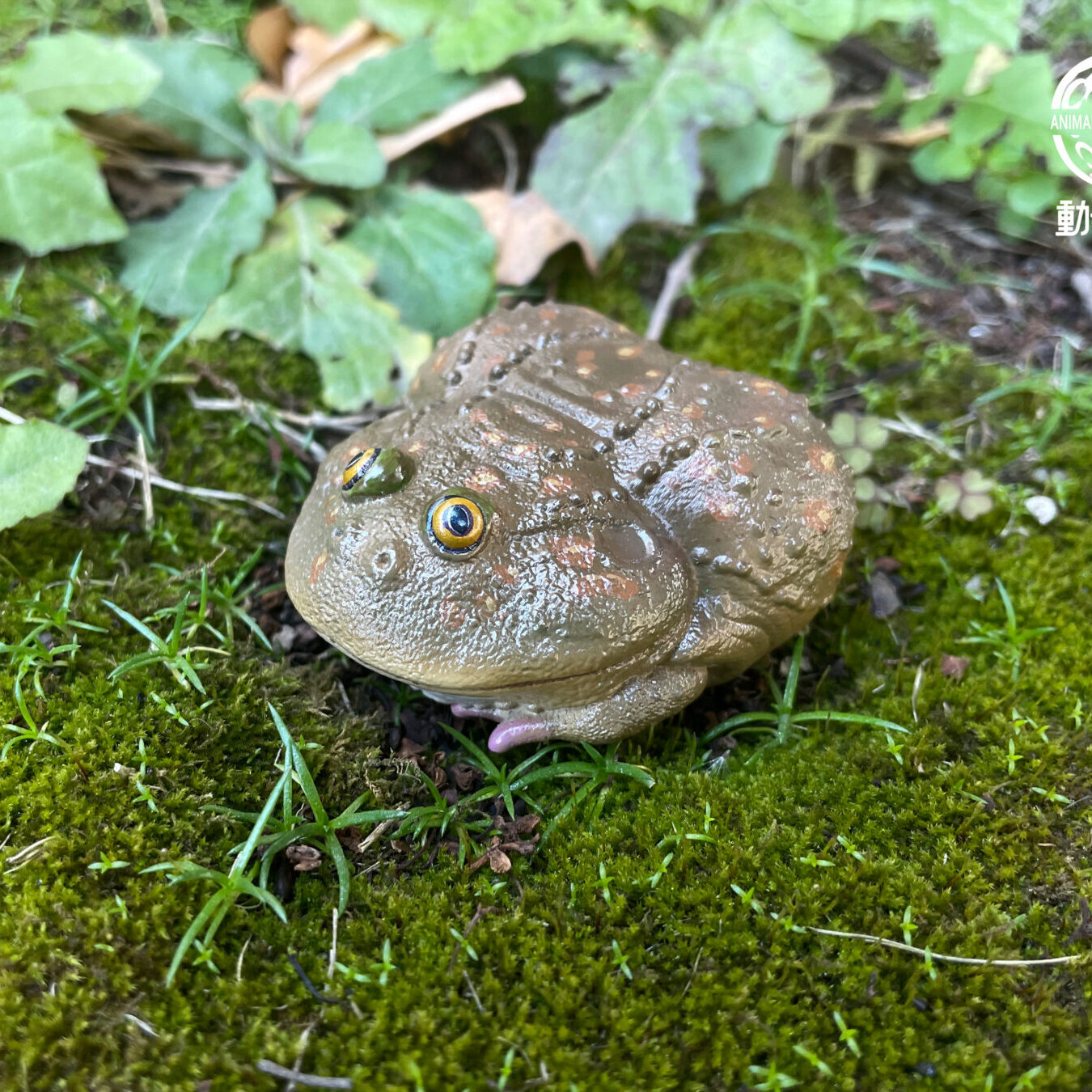 AHB Series 13 / Lepidobatrachus Laevis - Dwarf Budgett's Frog / Frog