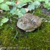 AHB Series 13 / Lepidobatrachus Laevis - Dwarf Budgett's Frog / Frog
