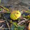 AHB Series 13 / Ceratophrys Cranwelli - Cranwell's Horned Frog / Pikachu (Yellow) / Frog