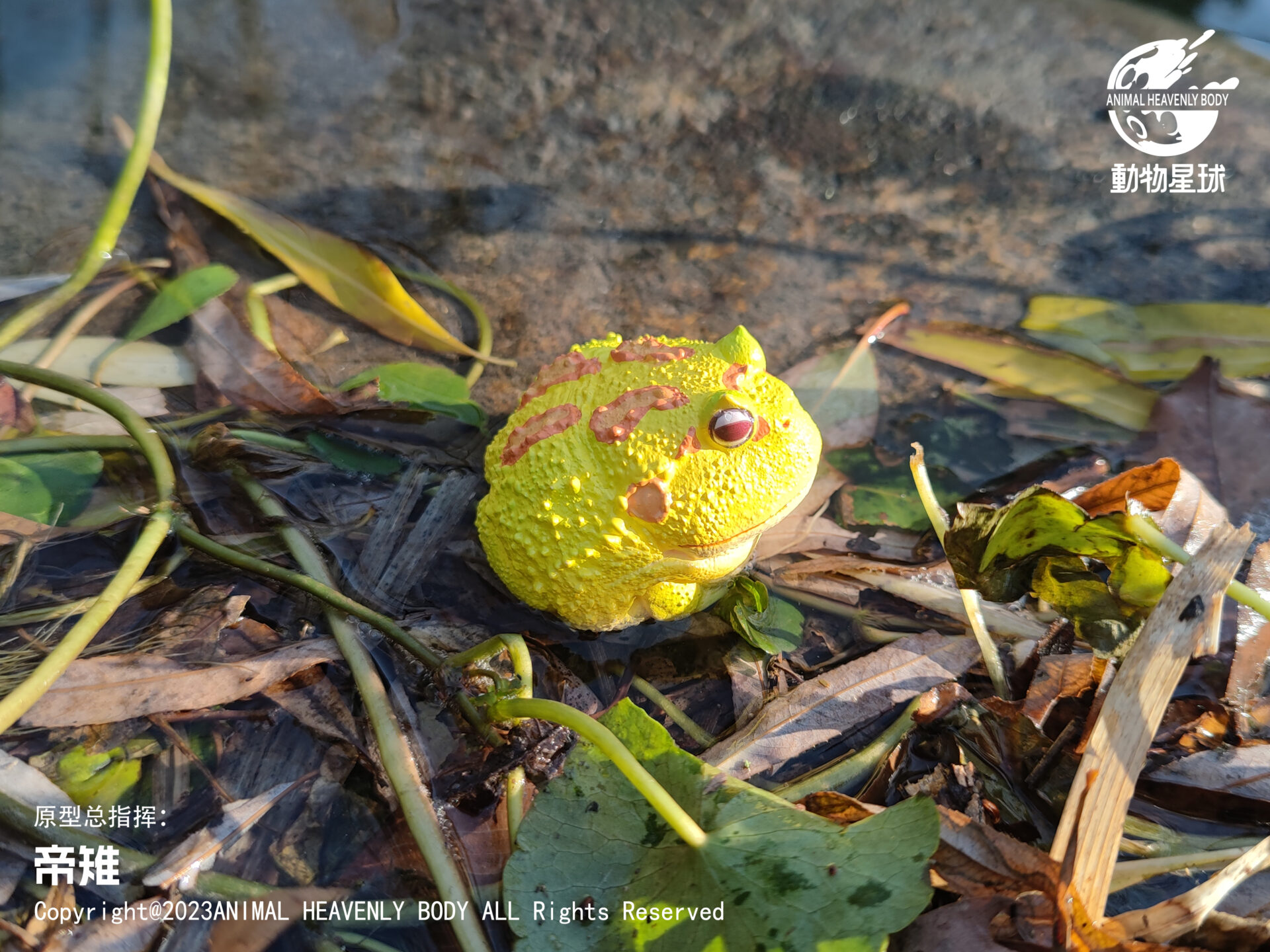 AHB Series 13 / Ceratophrys Cranwelli - Cranwell's Horned Frog / Pikachu (Yellow) / Frog