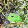 AHB Series 13 / Ceratophrys Cranwelli - Cranwell's Horned Frog / Pacman (Green) / Frog
