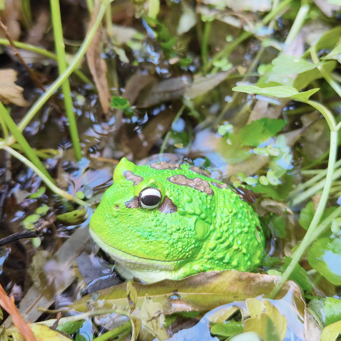 AHB Series 13 / Ceratophrys Cranwelli - Cranwell's Horned Frog / Pacman ...