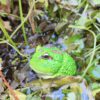 AHB Series 13 / Ceratophrys Cranwelli - Cranwell's Horned Frog / Pacman (Green) / Frog