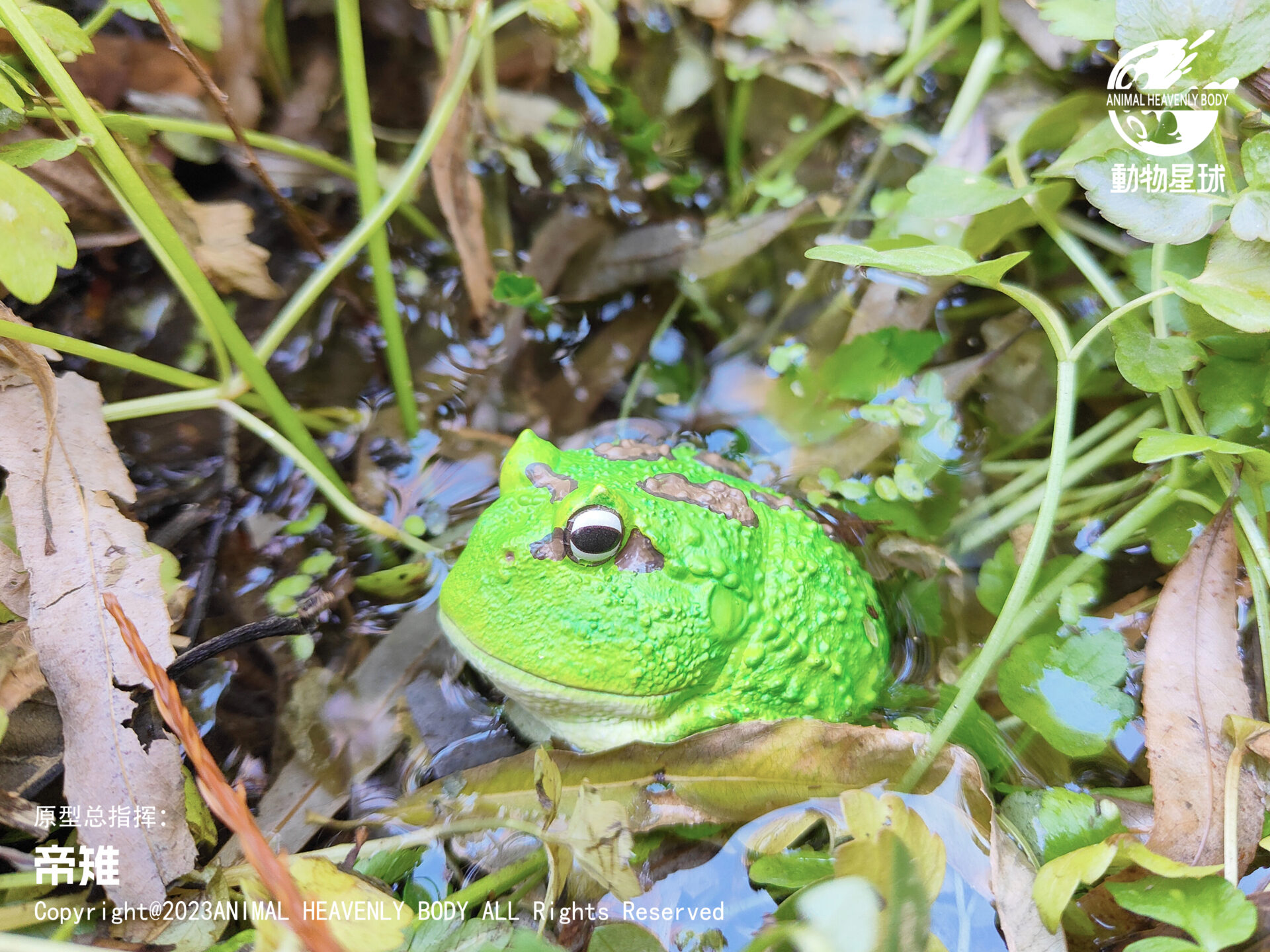 AHB Series 13 / Ceratophrys Cranwelli - Cranwell's Horned Frog / Pacman (Green) / Frog