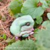 AHB Series 13 / Litoria Caerulea - Green Tree Frog / Frog