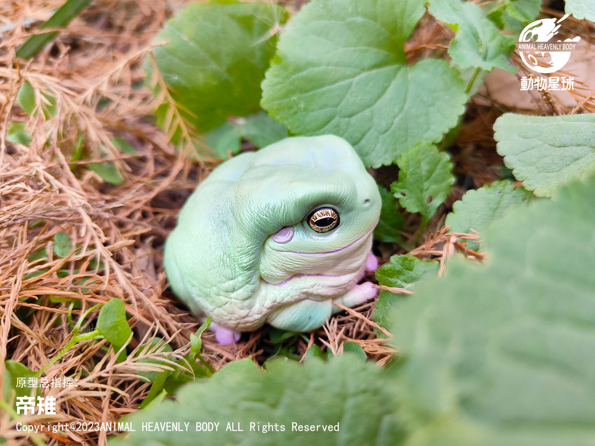 AHB Series 13 / Litoria Caerulea - Green Tree Frog / Frog