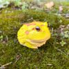 AHB Series 13 / Ceratophrys Cranwelli - Cranwell's Horned Frog / Pikachu (Yellow) / Frog