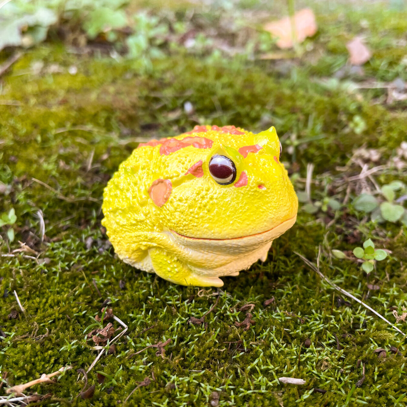 AHB Series 13 / Ceratophrys Cranwelli - Cranwell's Horned Frog ...