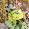 AHB Series 13 / Ceratophrys Cornuta - South American Horned Frog (Green) / Frog