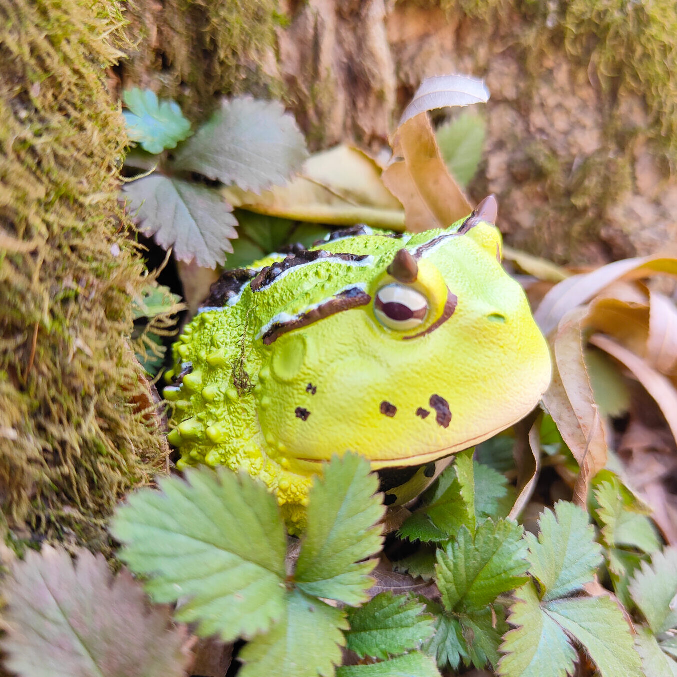 AHB Series 13 / Ceratophrys Cornuta - South American Horned Frog (Green) / Frog