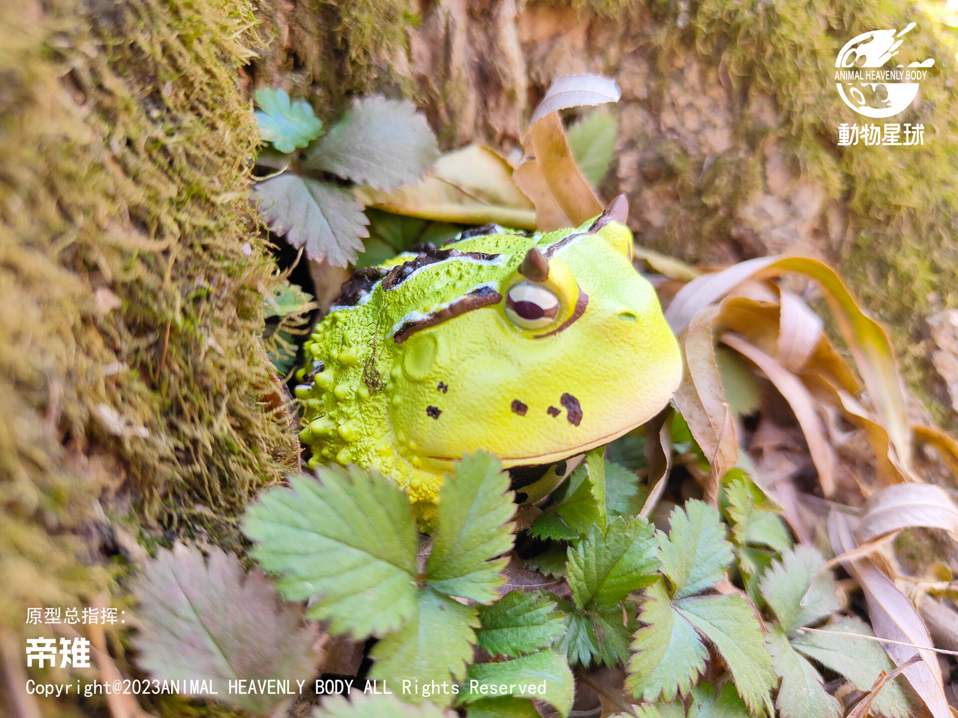 AHB Series 13 / Ceratophrys Cornuta - South American Horned Frog (Green) / Frog