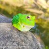 AHB Series 13 / Ceratophrys Cranwelli - Cranwell's Horned Frog / Pacman (Green) / Frog