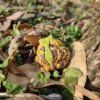 AHB Series 13 / Ceratophrys Cornuta - South American Horned Frog (Tricolor) / Frog