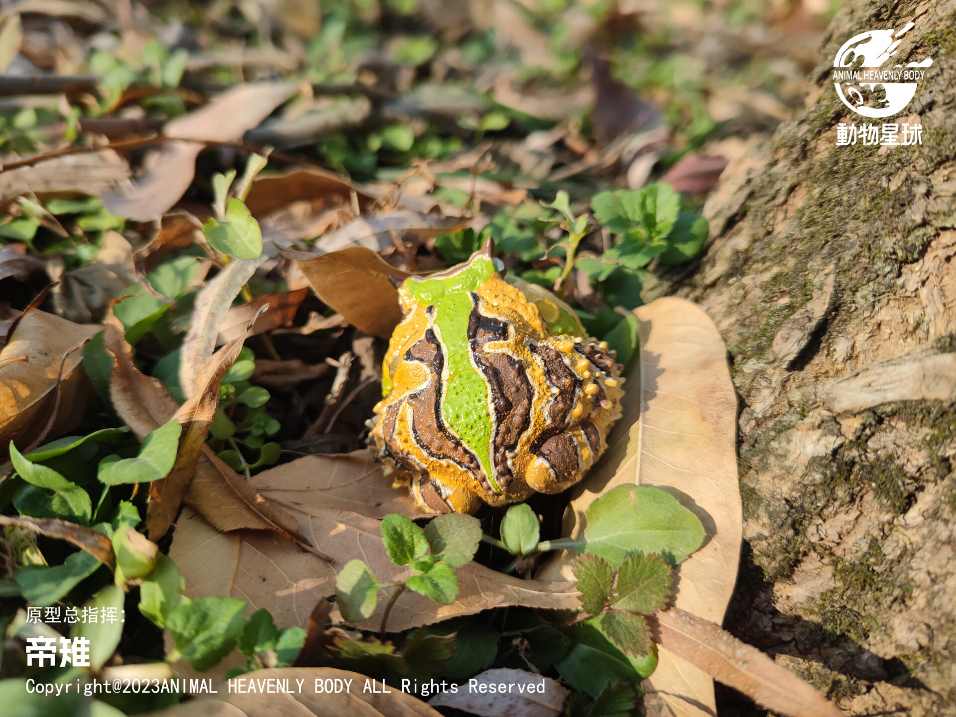 AHB Series 13 / Ceratophrys Cornuta - South American Horned Frog (Tricolor) / Frog