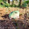AHB Series 13 / Litoria Caerulea - Green Tree Frog / Frog