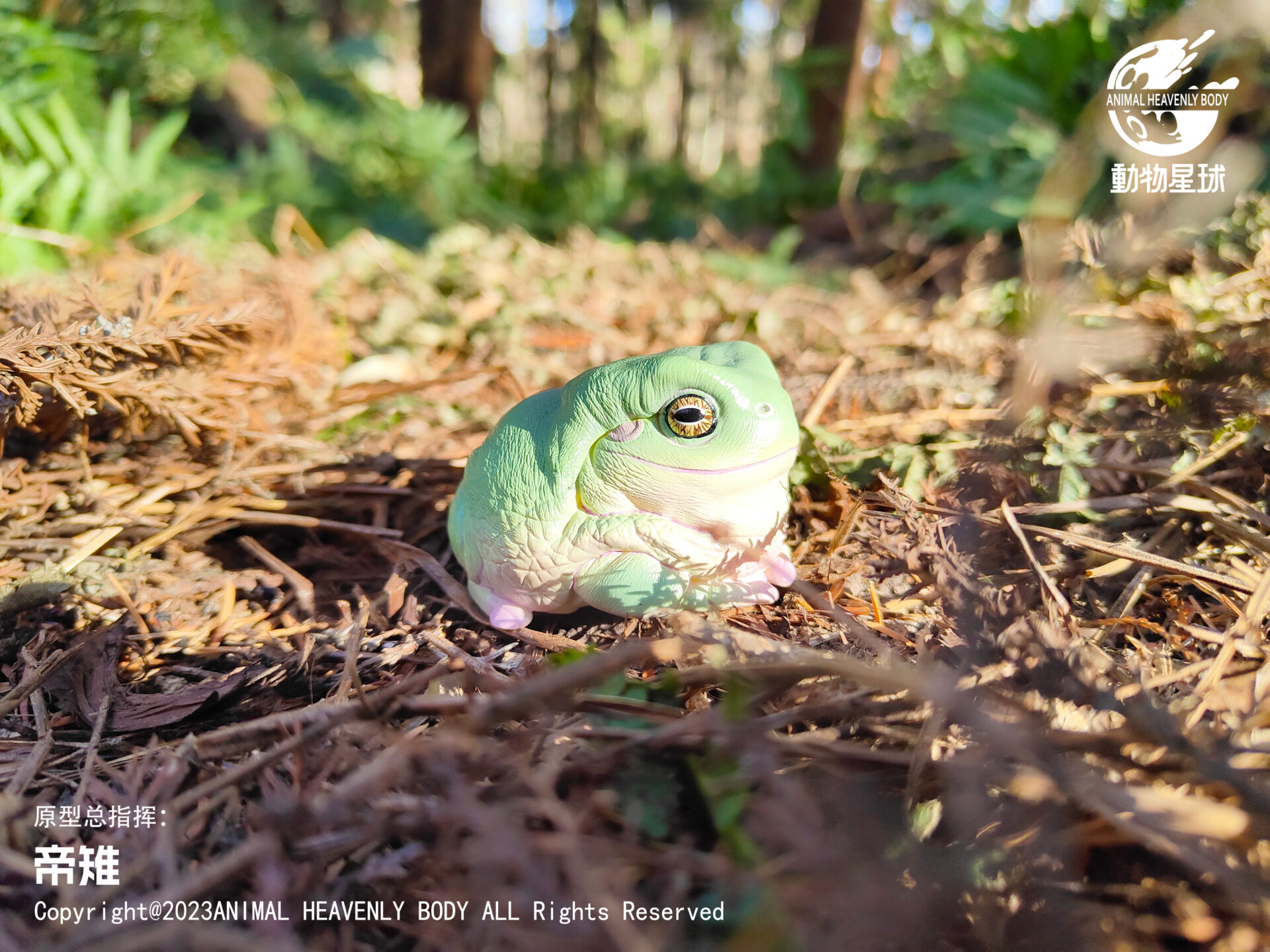 AHB Series 13 / Litoria Caerulea - Green Tree Frog / Frog