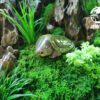 AHB Series 3 / Platysternon Megacephalum - Big-headed Turtle (Green) / Turtle
