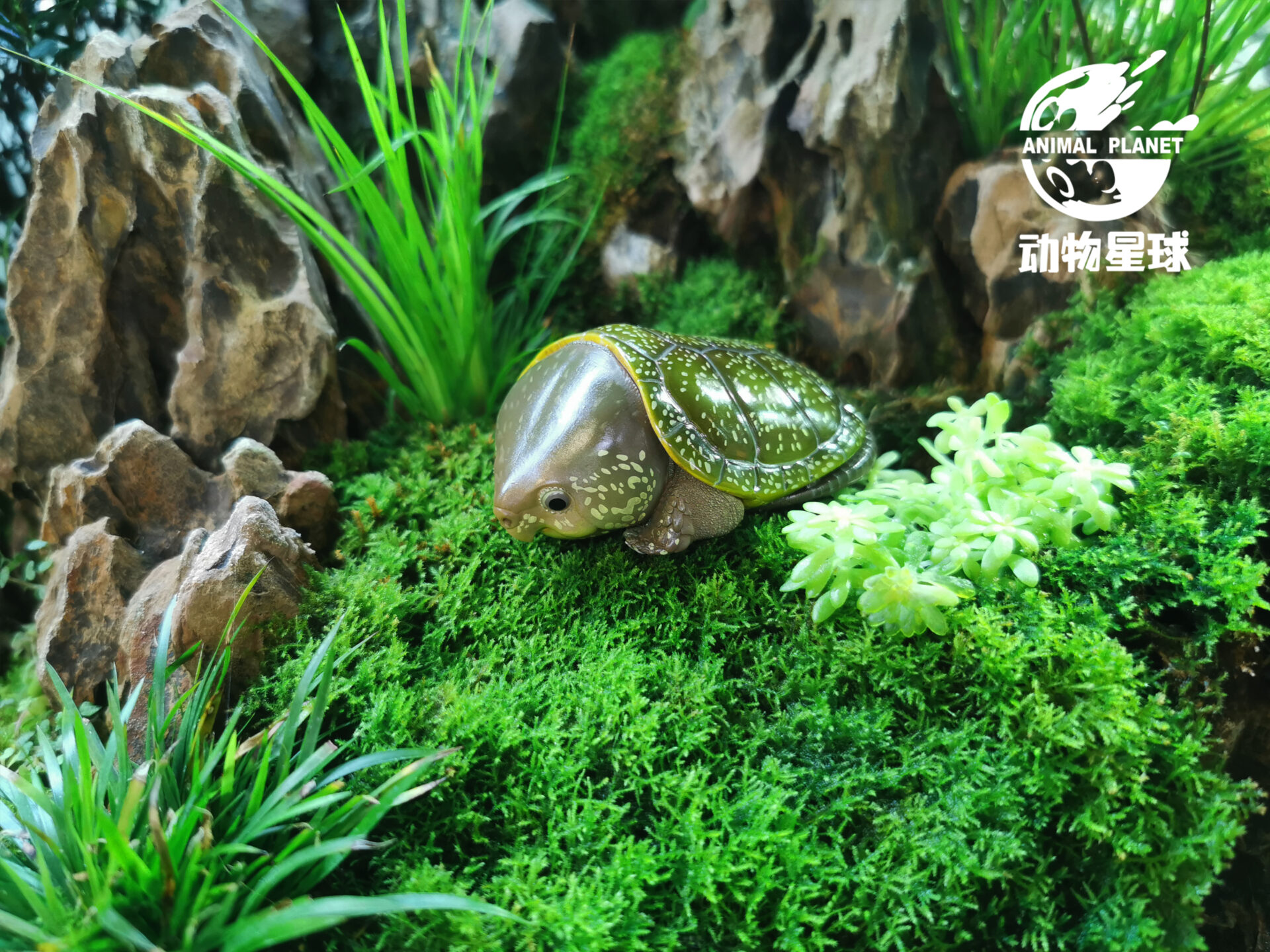 AHB Series 3 / Platysternon Megacephalum - Big-headed Turtle (Green) / Turtle