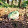 AHB Series 13 / Litoria Caerulea - Green Tree Frog / Frog