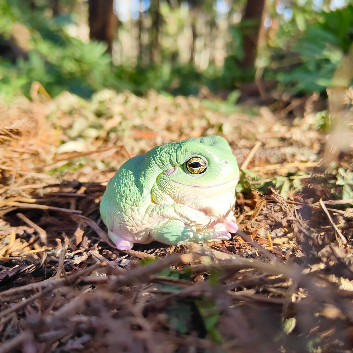 AHB Series 13 / Litoria Caerulea - Green Tree Frog / Frog