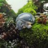 AHB Series 3 / Carettochelys Insculpta - Pig-Nosed Turtle / Turtle