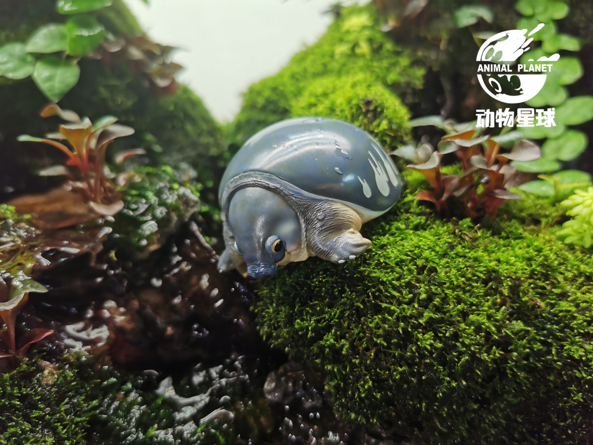 AHB Series 3 / Carettochelys Insculpta - Pig-Nosed Turtle / Turtle