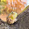 AHB Series 13 / Ceratophrys Cornuta - South American Horned Frog (Tricolor) / Frog
