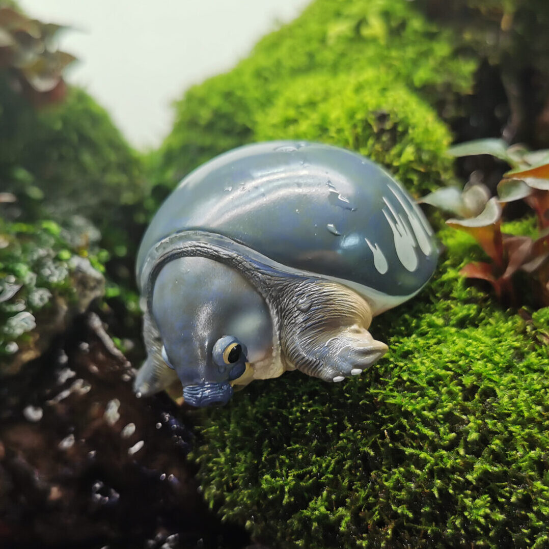 AHB Series 3 / Carettochelys Insculpta - Pig-Nosed Turtle / Turtle