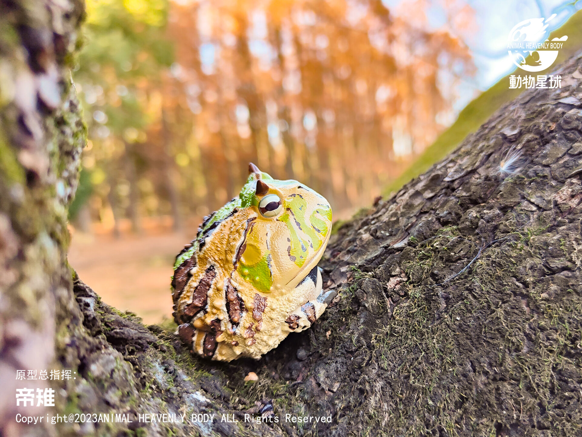 AHB Series 13 / Ceratophrys Cornuta - South American Horned Frog (Tricolor) / Frog