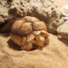 AHB Series 3 / Centrochelys Sulcata - African Spurred Tortoise (Male) / Turtle