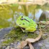 AHB Series 13 / Ceratophrys Cornuta - South American Horned Frog (Green) / Frog