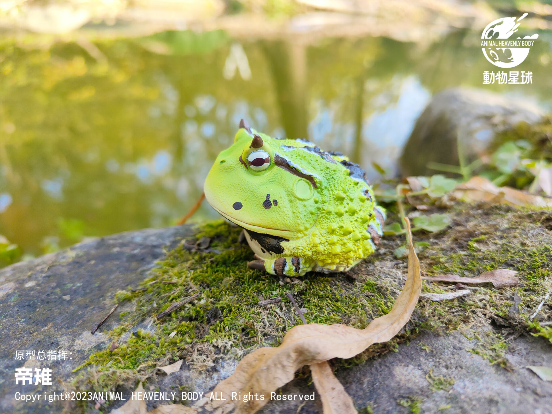 AHB Series 13 / Ceratophrys Cornuta - South American Horned Frog (Green) / Frog