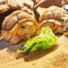 AHB Series 3 / Centrochelys Sulcata - African Spurred Tortoise (Female) / Turtle