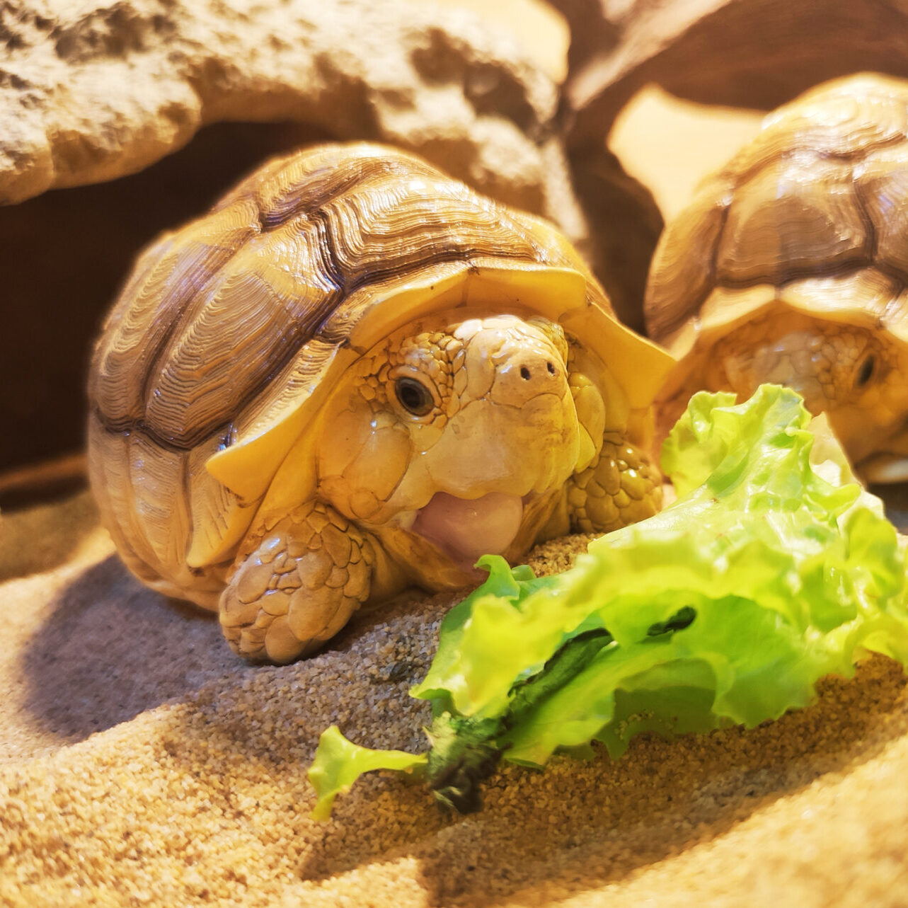 AHB Series 3 / Centrochelys Sulcata - African Spurred Tortoise (Female ...