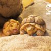AHB Series 3 / Centrochelys Sulcata - African Spurred Tortoise (Male) / Turtle