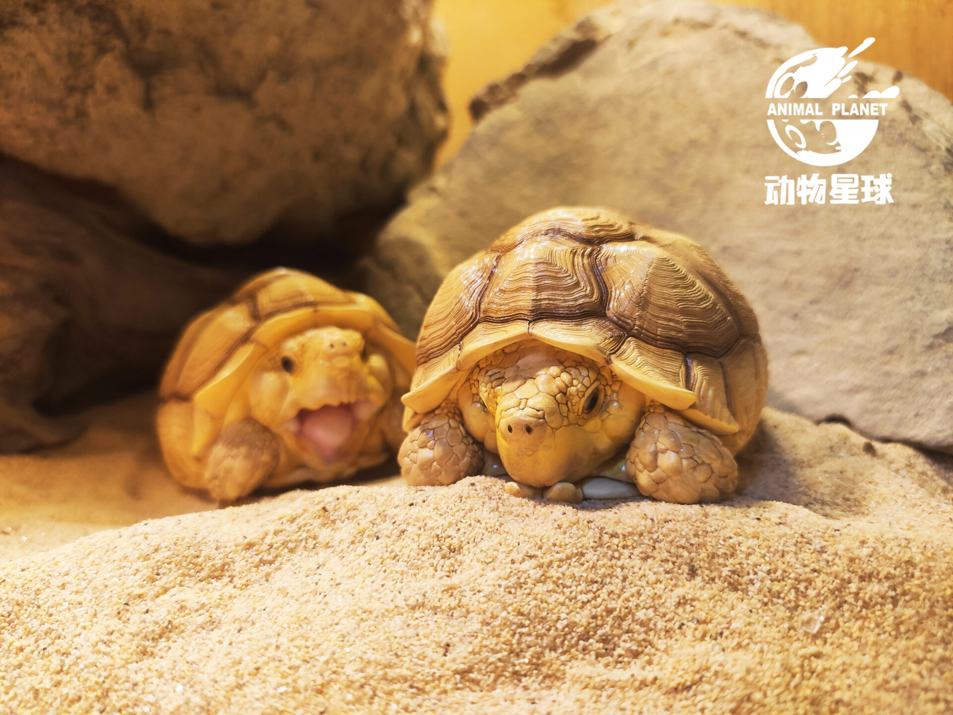 AHB Series 3 / Centrochelys Sulcata - African Spurred Tortoise (Male) / Turtle