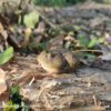 AHB Series 13 / Lepidobatrachus Laevis - Dwarf Budgett's Frog / Frog