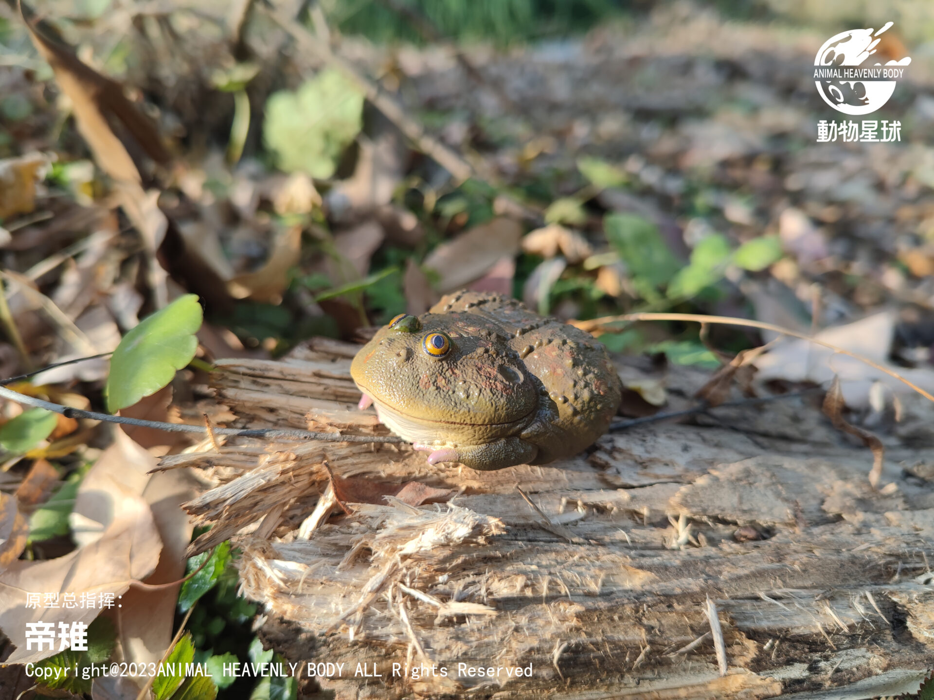 AHB Series 13 / Lepidobatrachus Laevis - Dwarf Budgett's Frog / Frog