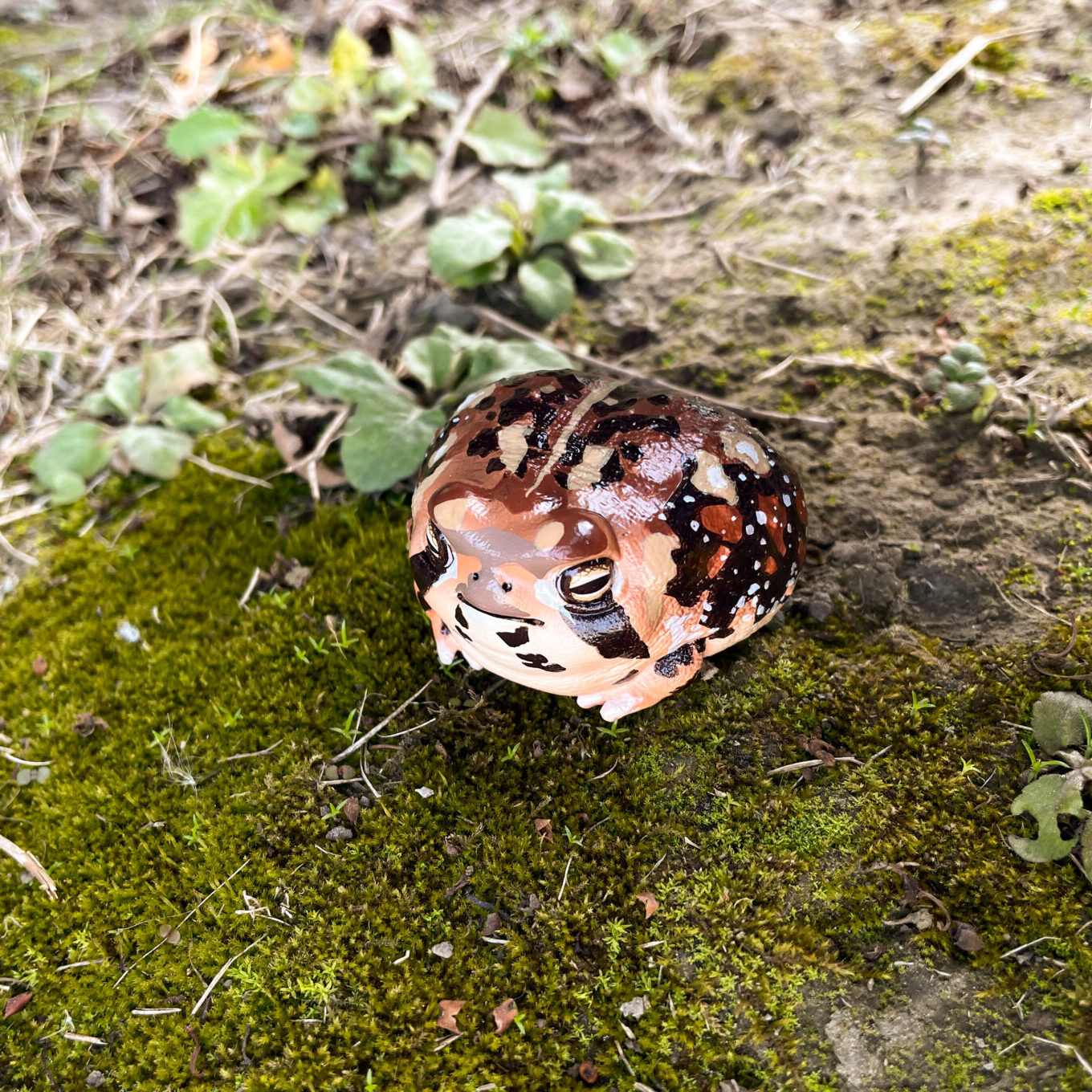 AHB Series 13 / Breviceps Adspersus - Common Rain Frog / Frog