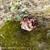 AHB Series 13 / Breviceps Adspersus - Common Rain Frog / Frog