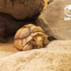 AHB Series 3 / Centrochelys Sulcata - African Spurred Tortoise (Male) / Turtle