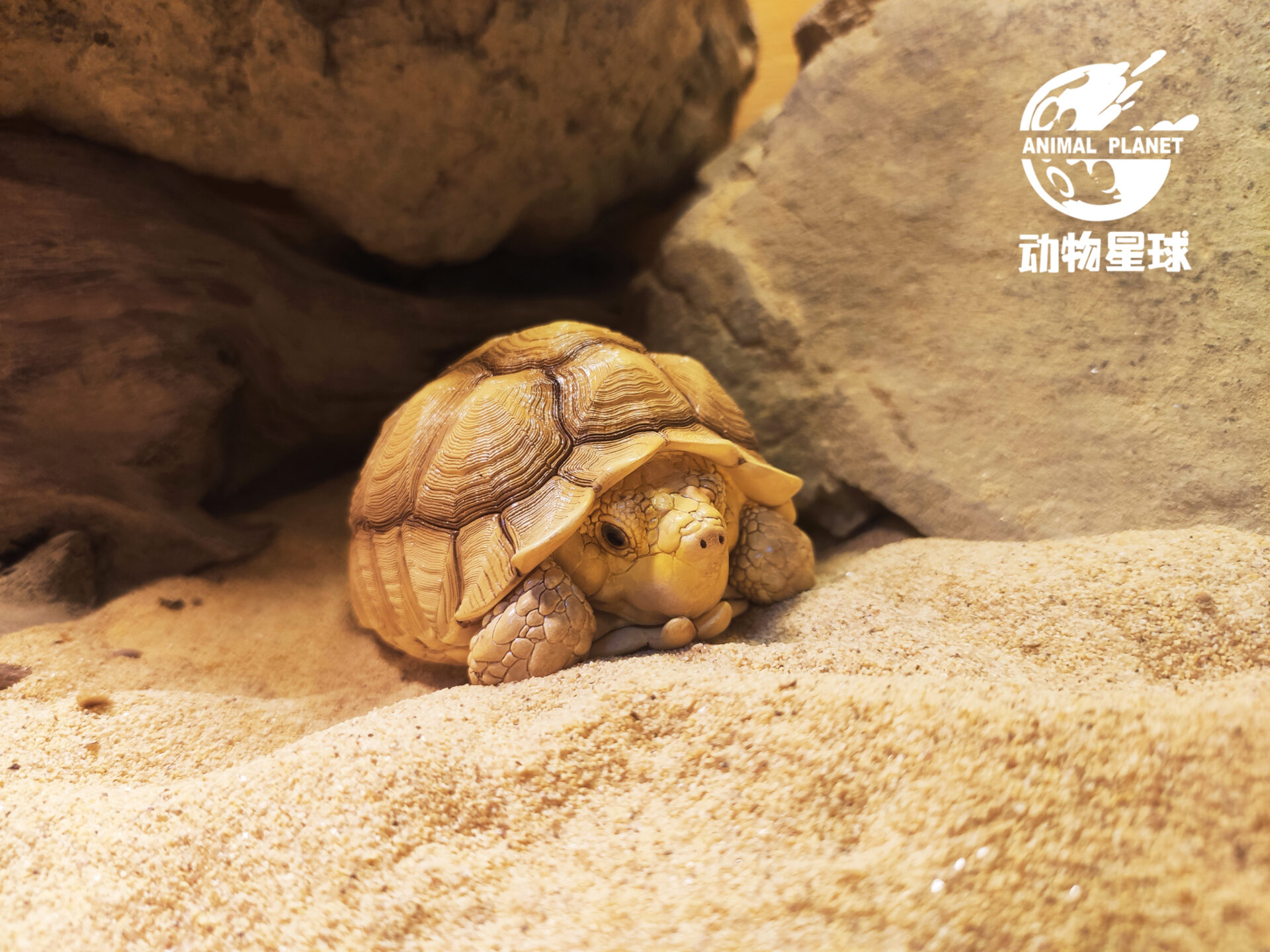 AHB Series 3 / Centrochelys Sulcata - African Spurred Tortoise (Male) / Turtle