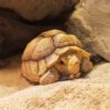 AHB Series 3 / Centrochelys Sulcata - African Spurred Tortoise (Male) / Turtle